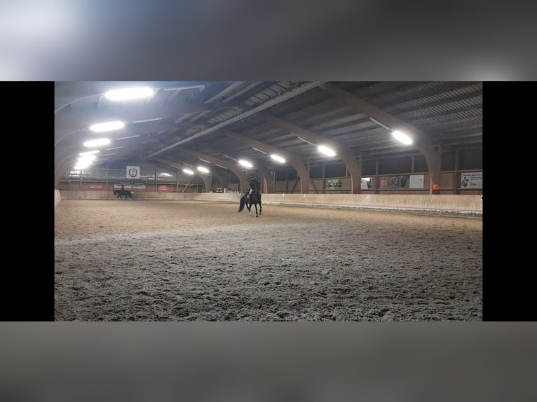 Duitse rijpony Merrie 11 Jaar 140 cm in Schorndorf