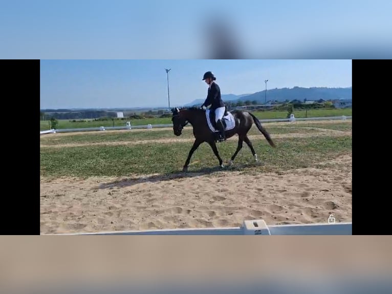 Duitse rijpony Merrie 11 Jaar 140 cm in Schorndorf