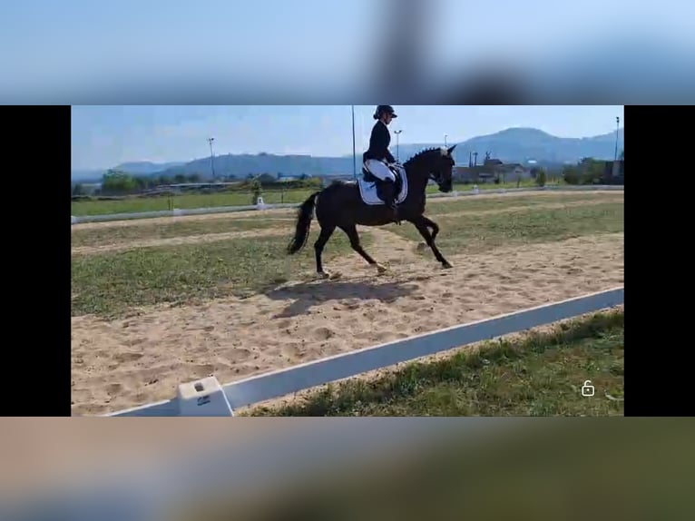 Duitse rijpony Merrie 11 Jaar 140 cm in Schorndorf