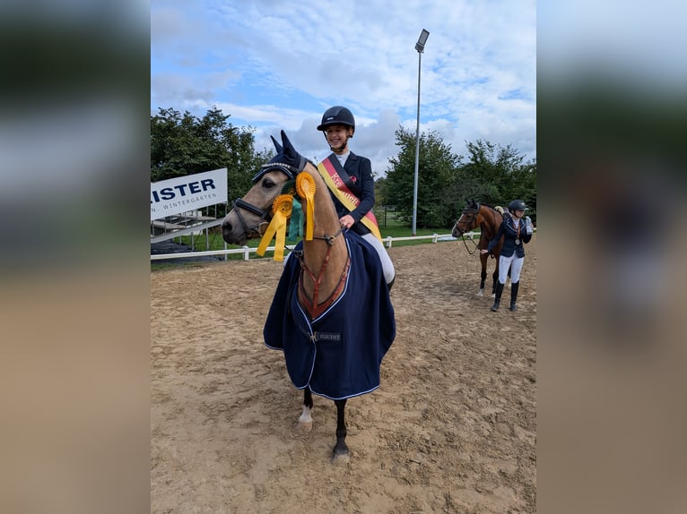 Duitse rijpony Merrie 11 Jaar 140 cm Falbe in Gescher