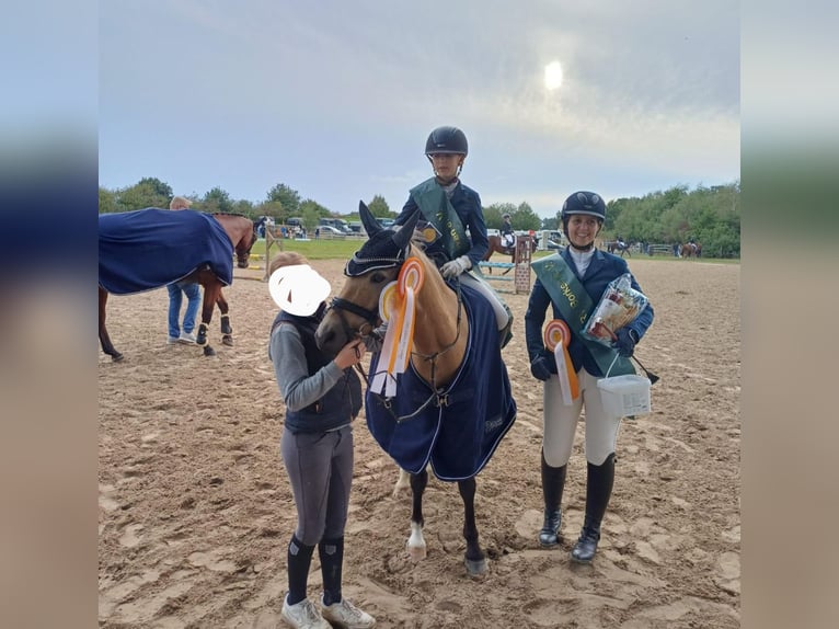 Duitse rijpony Merrie 11 Jaar 140 cm Falbe in Gescher