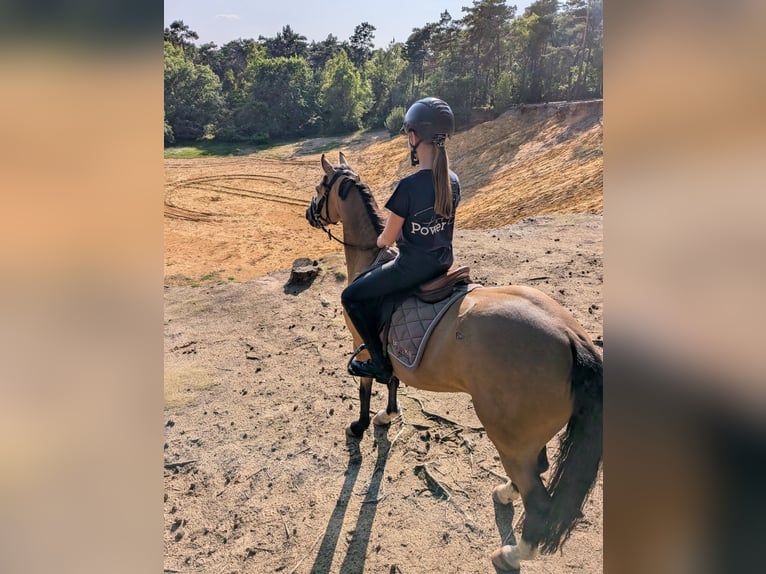 Duitse rijpony Merrie 11 Jaar 140 cm Falbe in Gescher