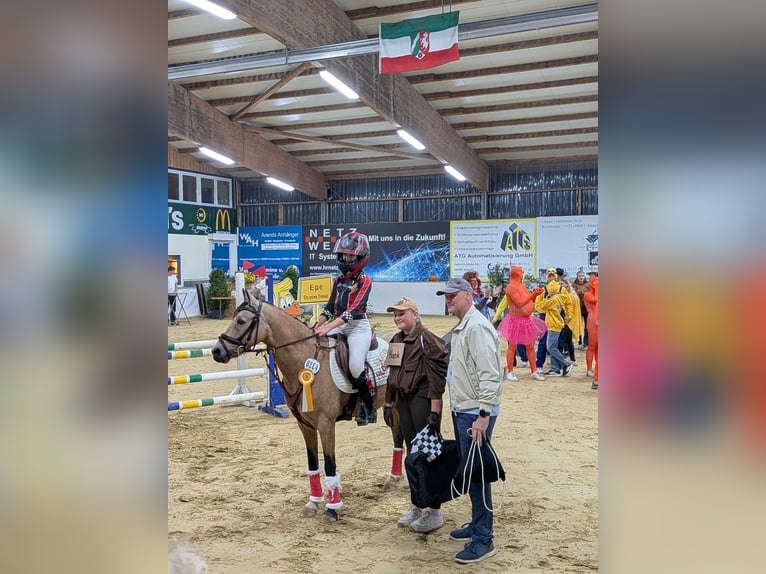 Duitse rijpony Merrie 11 Jaar 140 cm Falbe in Gescher