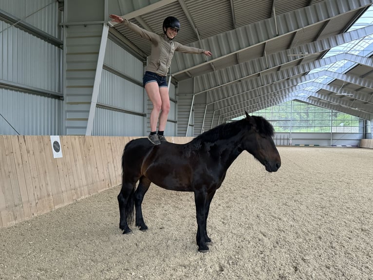 Duitse rijpony Mix Merrie 11 Jaar 140 cm Zwartbruin in St. Thomas am Blasenstein