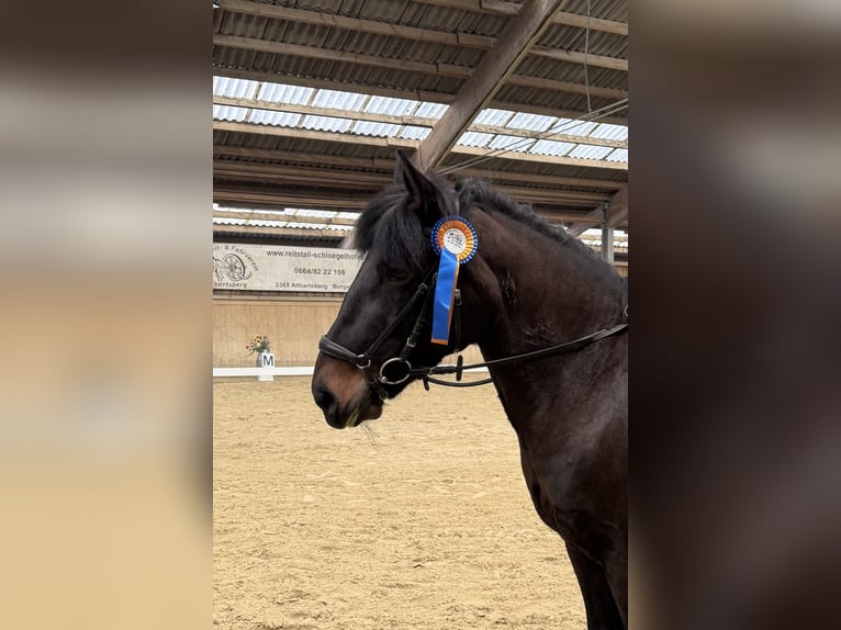 Duitse rijpony Mix Merrie 11 Jaar 140 cm Zwartbruin in St. Thomas am Blasenstein