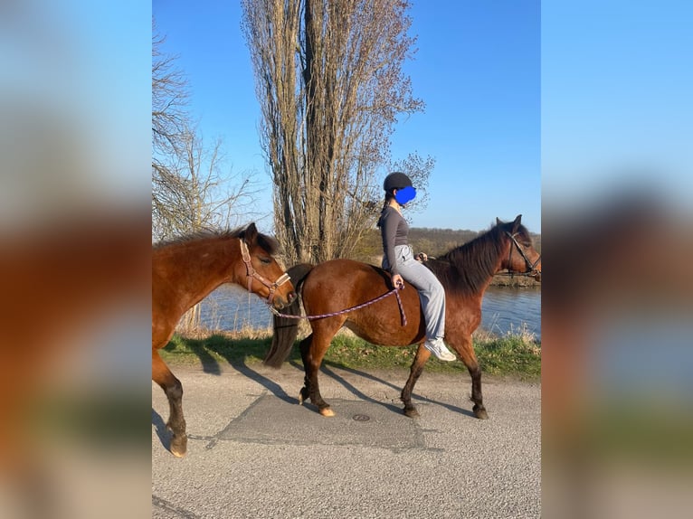 Duitse rijpony Merrie 11 Jaar 141 cm Bruin in Weißenfels