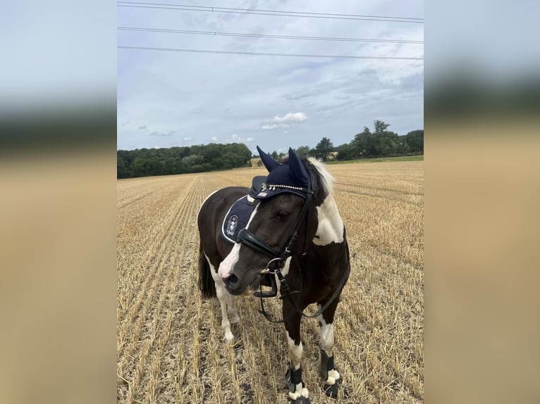 Duitse rijpony Mix Merrie 11 Jaar 141 cm Gevlekt-paard in Werne