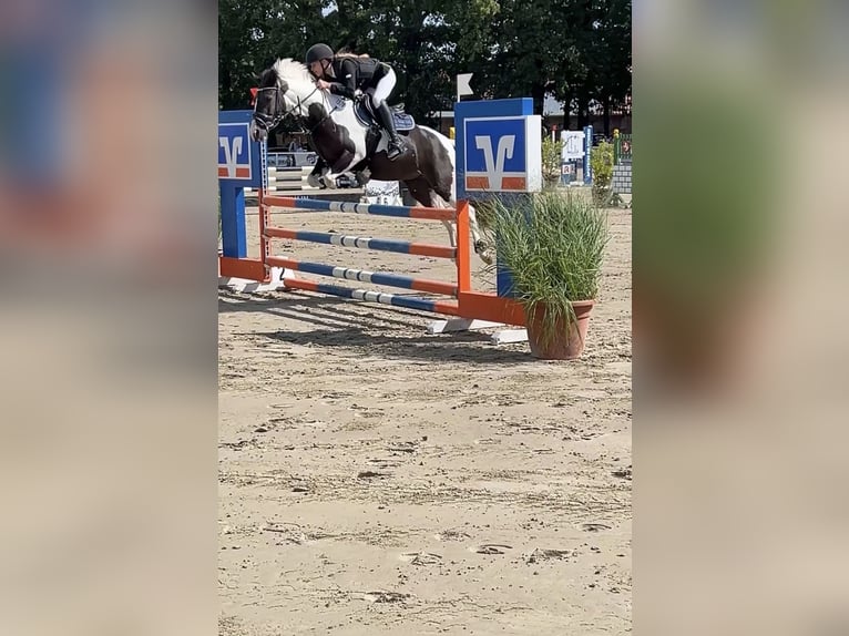 Duitse rijpony Mix Merrie 11 Jaar 141 cm Gevlekt-paard in Werne