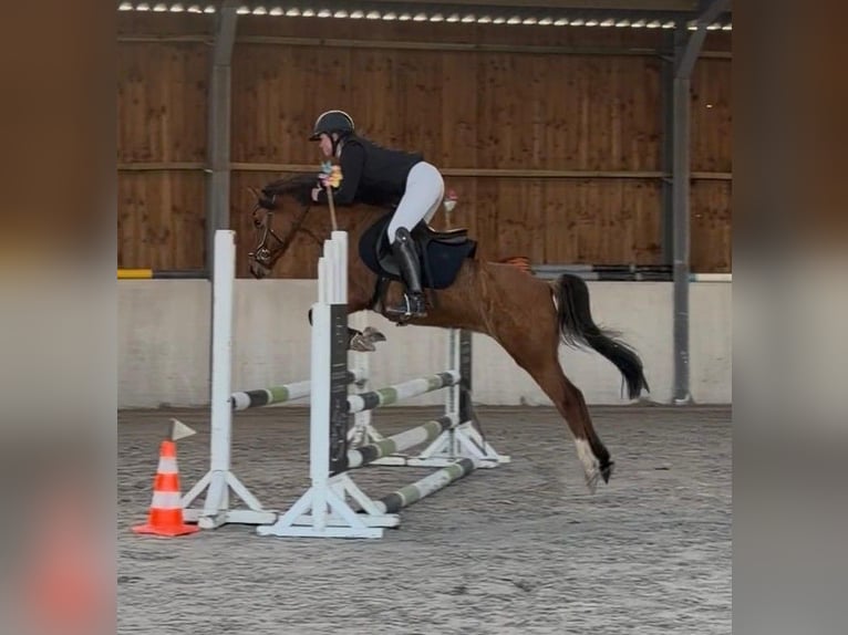 Duitse rijpony Merrie 11 Jaar 141 cm Red Dun in Daleiden