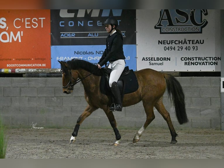 Duitse rijpony Merrie 11 Jaar 141 cm Red Dun in Daleiden