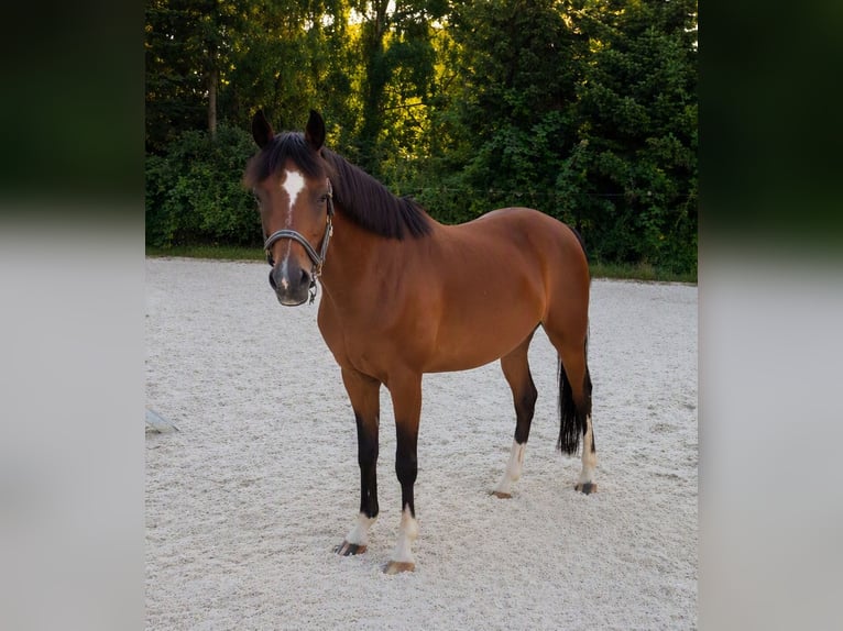 Duitse rijpony Merrie 11 Jaar 143 cm Bruin in Bregenstedt