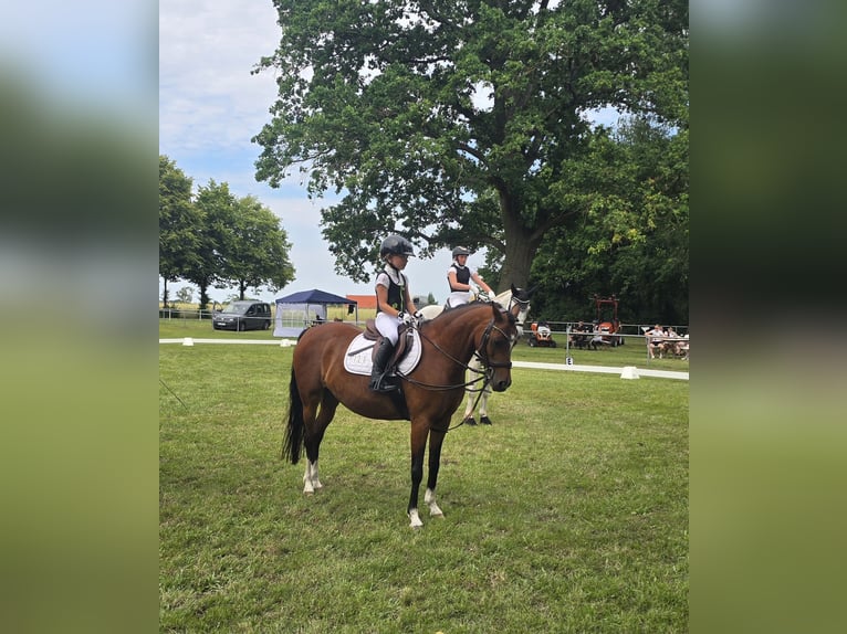 Duitse rijpony Merrie 11 Jaar 143 cm Bruin in Bregenstedt
