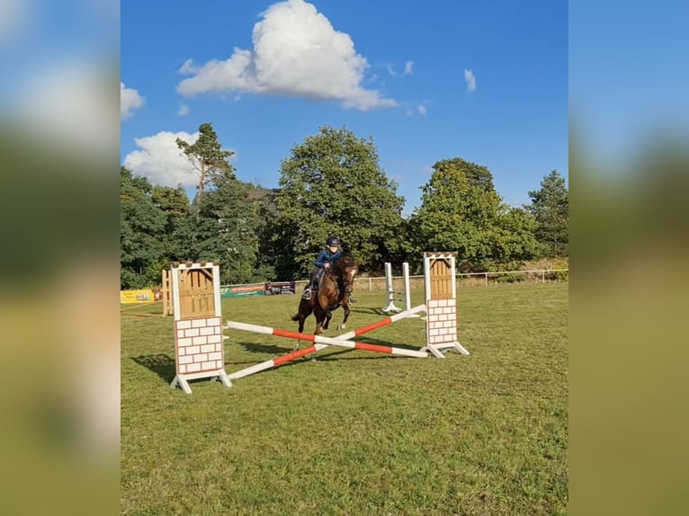 Duitse rijpony Merrie 11 Jaar 143 cm Bruin in Haldensleben
