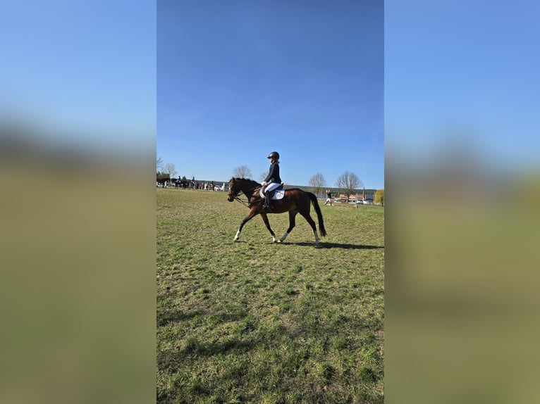 Duitse rijpony Merrie 11 Jaar 143 cm Bruin in Haldensleben