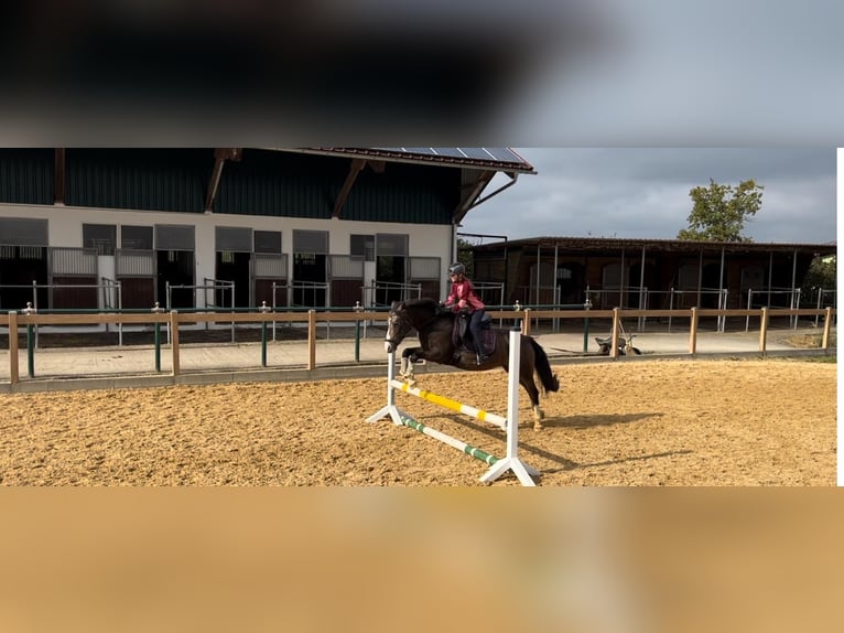 Duitse rijpony Merrie 11 Jaar 143 cm Palomino in Iggingen