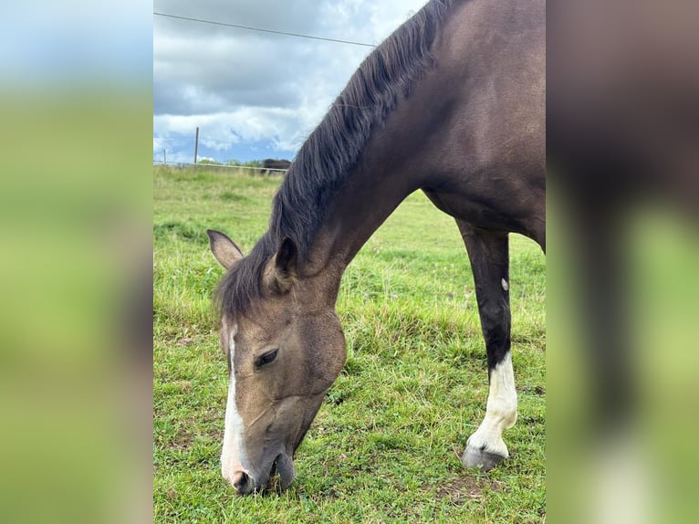 Duitse rijpony Merrie 11 Jaar 143 cm Palomino in Iggingen