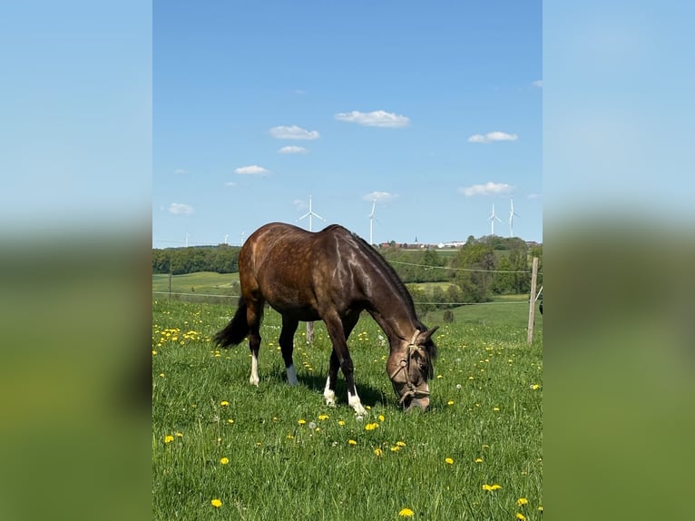 Duitse rijpony Merrie 11 Jaar 143 cm Palomino in Iggingen