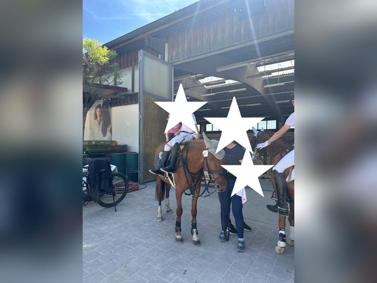 Duitse rijpony Merrie 11 Jaar 143 cm Vos in Niederschönenfeld