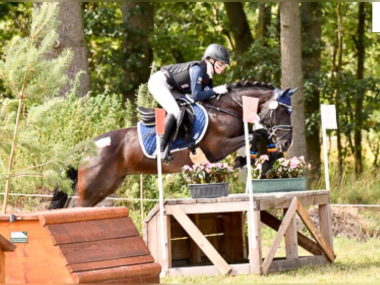 Duitse rijpony Merrie 11 Jaar 143 cm Zwart in Tessin