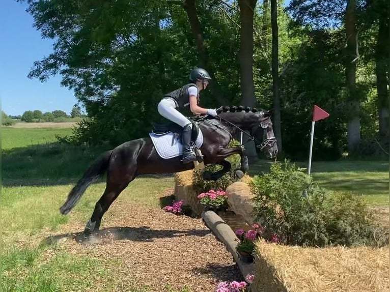 Duitse rijpony Merrie 11 Jaar 143 cm Zwart in Tessin