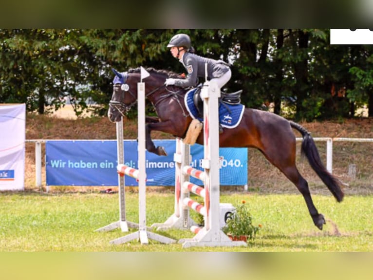 Duitse rijpony Merrie 11 Jaar 143 cm Zwart in Tessin