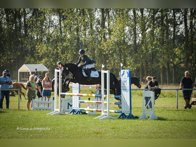 Duitse rijpony Merrie 11 Jaar 143 cm Zwart in Tessin