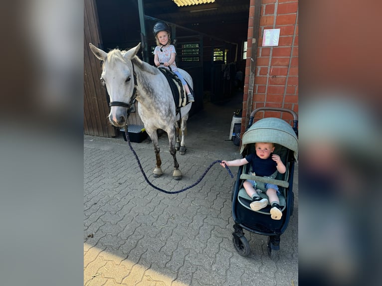 Duitse rijpony Merrie 11 Jaar 144 cm Schimmel in Issum