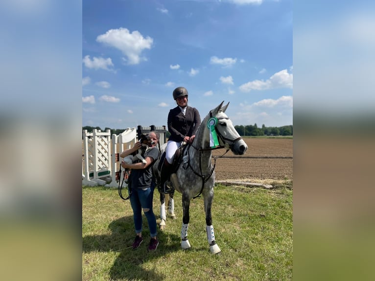 Duitse rijpony Merrie 11 Jaar 144 cm Schimmel in Issum