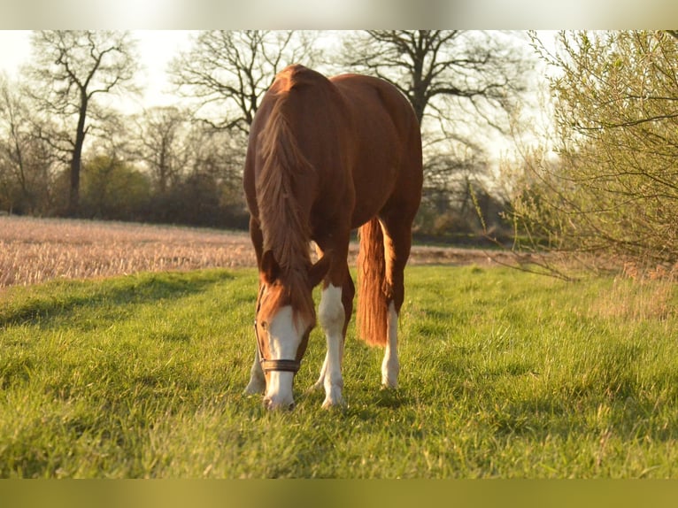 Duitse rijpony Merrie 11 Jaar 144 cm Vos in Moers