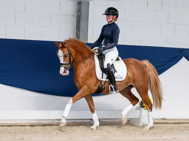 Duitse rijpony Merrie 11 Jaar 144 cm Vos in Marsberg