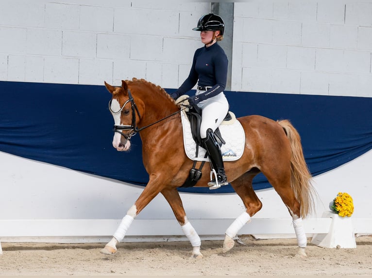 Duitse rijpony Merrie 11 Jaar 144 cm Vos in Marsberg
