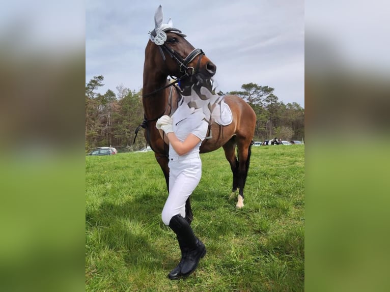 Duitse rijpony Merrie 11 Jaar 145 cm Bruin in Bad Neustadt an der Saale