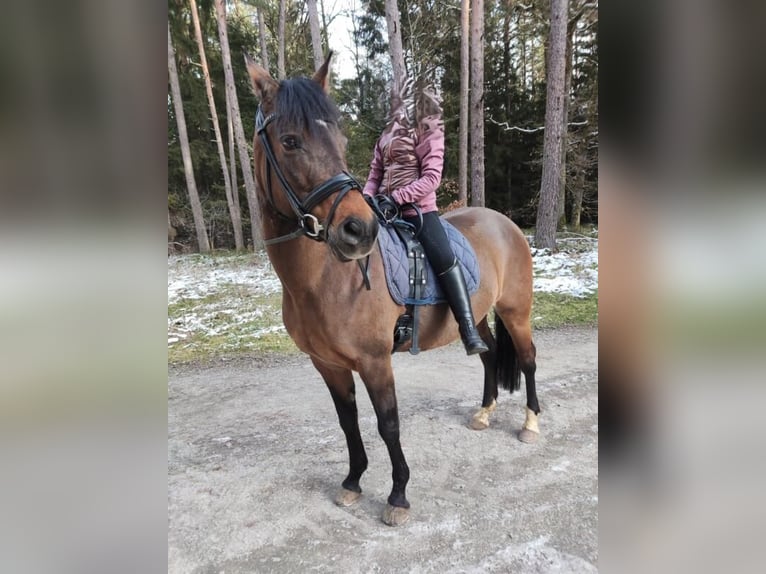 Duitse rijpony Merrie 11 Jaar 145 cm Bruin in Bad Neustadt an der Saale