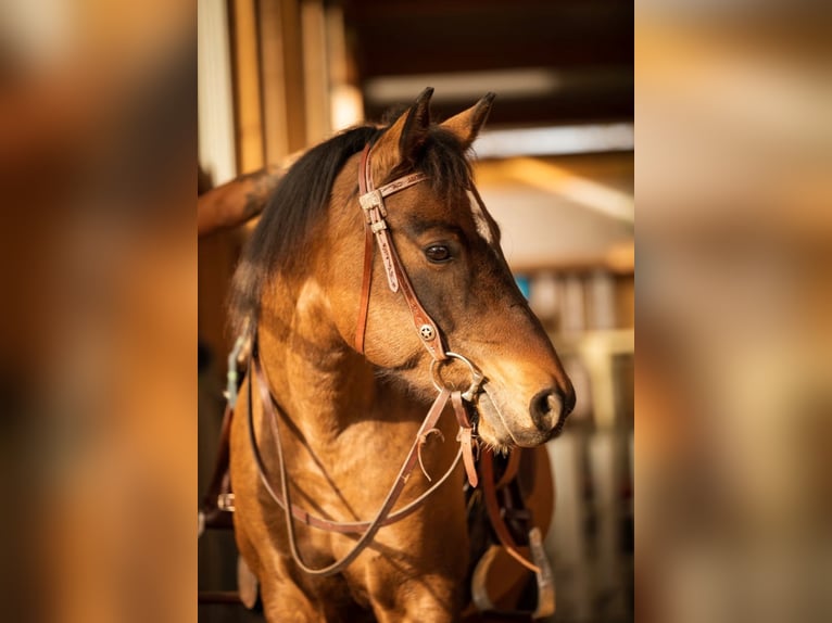 Duitse rijpony Mix Merrie 11 Jaar 145 cm Bruin in Schöntal