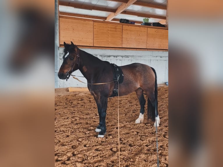 Duitse rijpony Mix Merrie 11 Jaar 145 cm Bruin in Schöntal