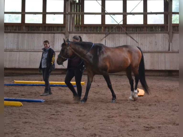 Duitse rijpony Mix Merrie 11 Jaar 145 cm Bruin in Schöntal