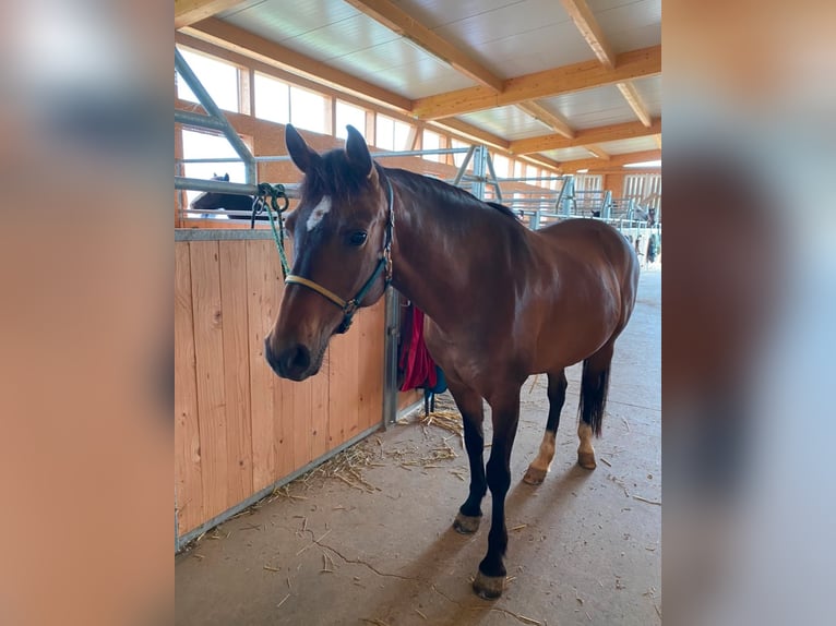 Duitse rijpony Mix Merrie 11 Jaar 145 cm Bruin in Schöntal