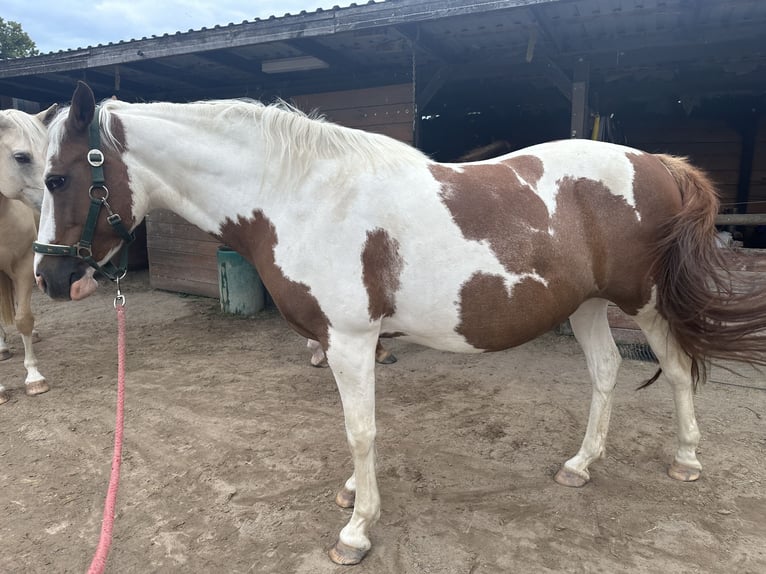 Duitse rijpony Merrie 11 Jaar 145 cm Gevlekt-paard in Nauen