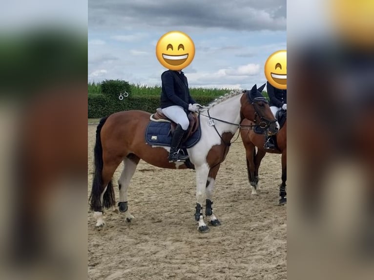 Duitse rijpony Mix Merrie 11 Jaar 145 cm Gevlekt-paard in Beckum