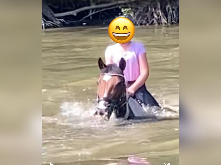 Duitse rijpony Mix Merrie 11 Jaar 145 cm Gevlekt-paard in Beckum