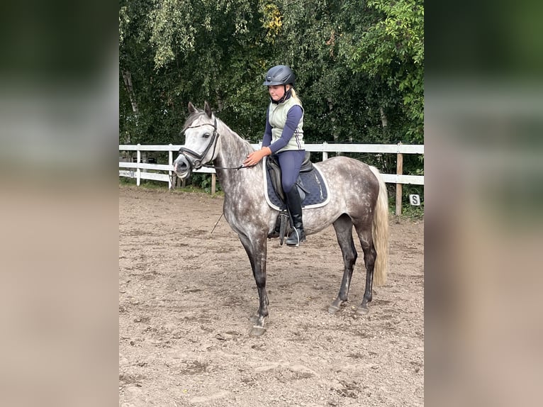 Duitse rijpony Merrie 11 Jaar 146 cm Appelschimmel in Rhede