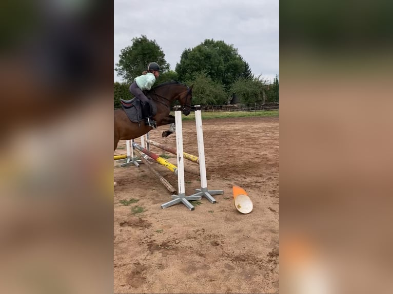 Duitse rijpony Merrie 11 Jaar 146 cm Bruin in Bad Neustadt an der Saale