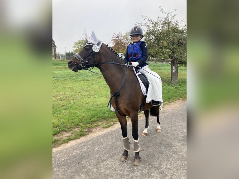 Duitse rijpony Merrie 11 Jaar 146 cm Bruin in Bad Neustadt an der Saale