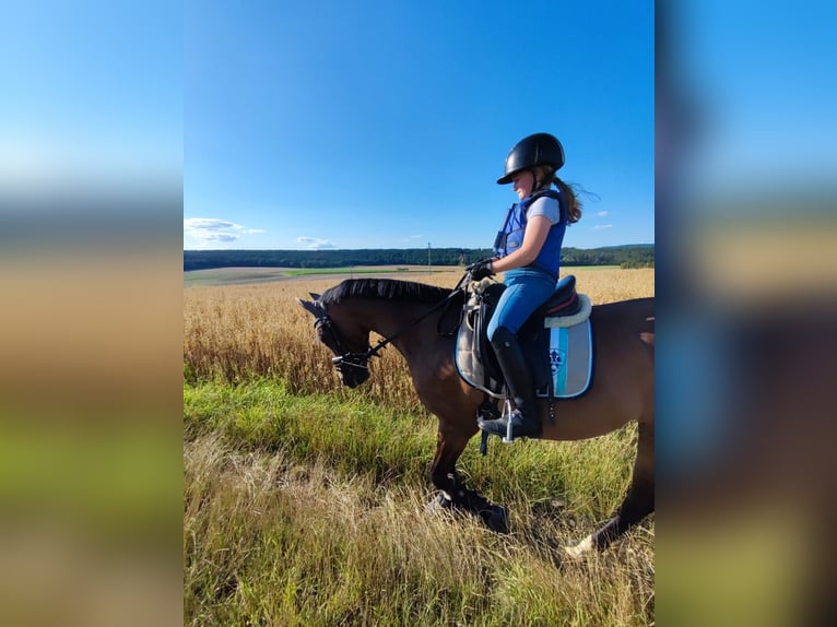 Duitse rijpony Merrie 11 Jaar 146 cm Bruin in Bad Neustadt an der Saale