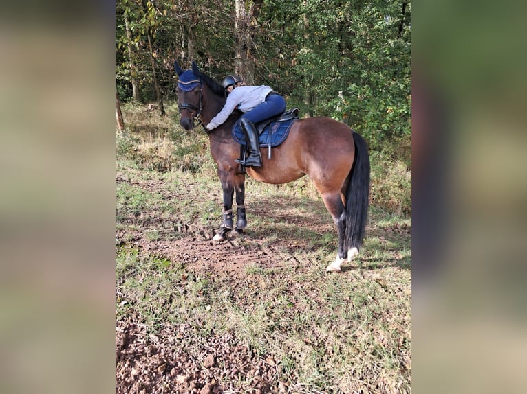 Duitse rijpony Merrie 11 Jaar 146 cm Bruin in Bad Neustadt an der Saale