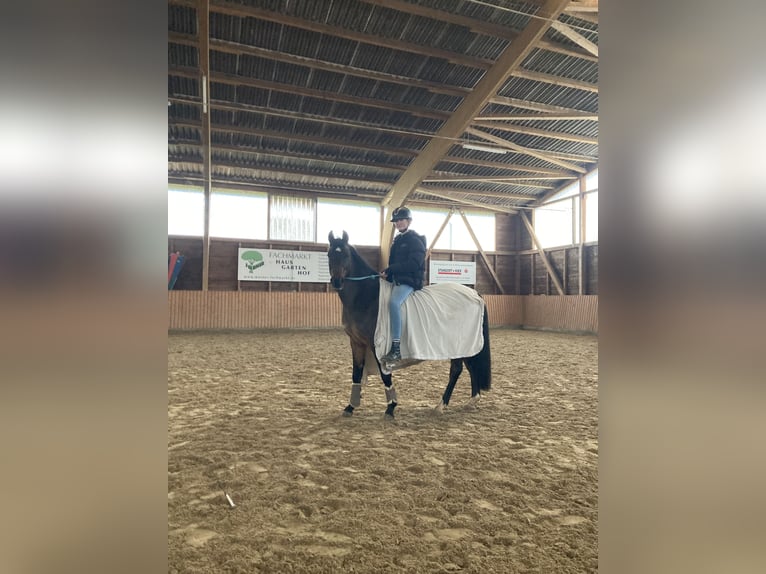 Duitse rijpony Merrie 11 Jaar 146 cm Bruin in Bad Neustadt an der Saale