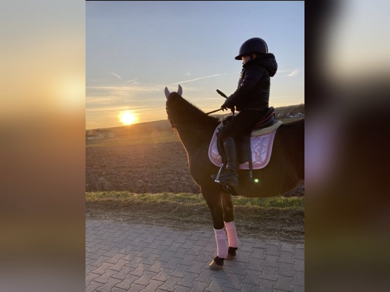 Duitse rijpony Merrie 11 Jaar 146 cm Bruin in Bad Neustadt an der Saale