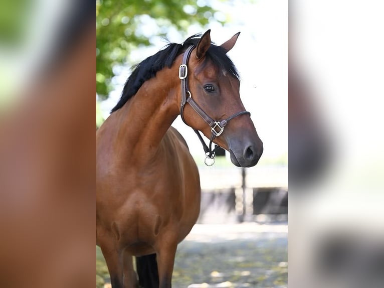 Duitse rijpony Merrie 11 Jaar 146 cm Bruin in Vettwei&#xDF;