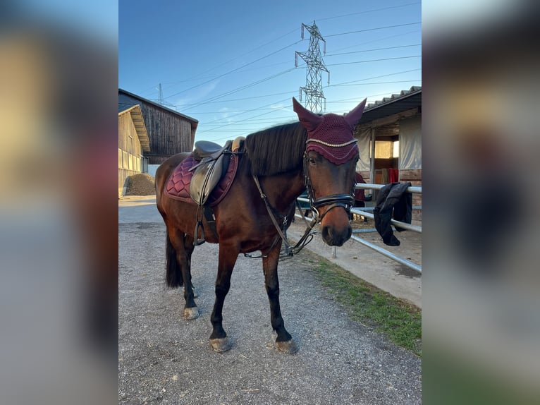 Duitse rijpony Mix Merrie 11 Jaar 146 cm Bruin in Feldkirch