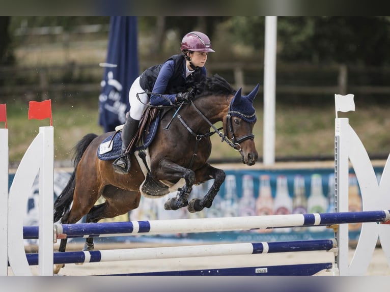Duitse rijpony Merrie 11 Jaar 146 cm Bruin in Wickede